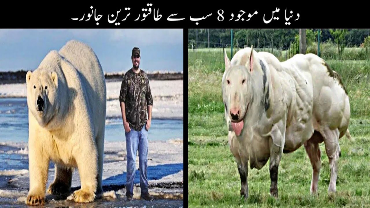 8 Most Strong Animals In The World Urdu | دنیا کے طاقتور ترین جانور | Haider Tv
